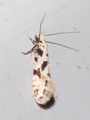 Nemapogon nevadella